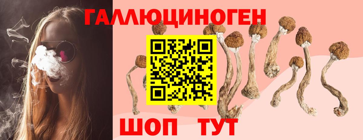 Галлюциногенные грибы Psilocybe Дмитров